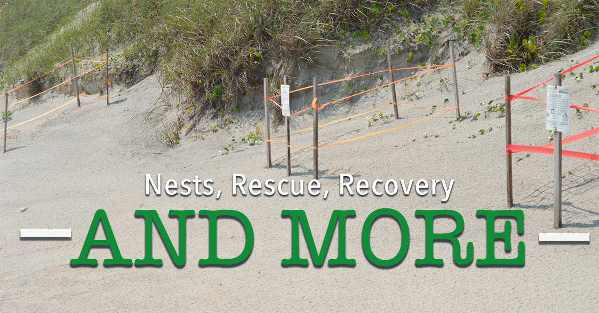 Nests, Rescues, Recoveries, and More
